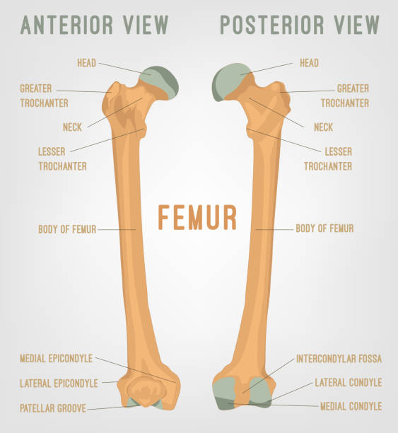 Human femur bones Human femur bones image. Vector illustration isolated on a white background useful for creating medical and scientific materials. Anatomy, medicine and biology concept. femur bone anatomy drawing stock illustrations