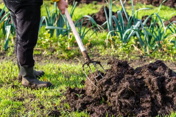 Gardener working in the vegetable garden. Autumn gardening, organic farming concept.