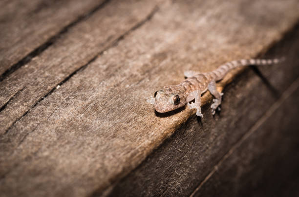 istock Common house gecko (Hemidactylus spp) lying on a tree branch, Nosy Komba, Madagascar 892327662