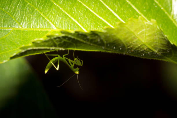 Barbary fig, Opuntia ficus-indica with a praying mantis
