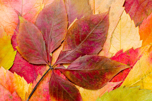 istock Colored dried autumn leaves background 892333156