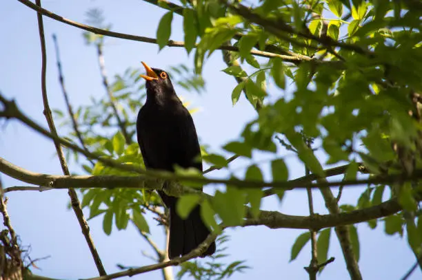 The male bird singing its heart out