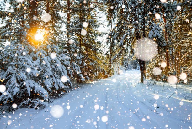 istock winter landscape with the forest and a road 892338884