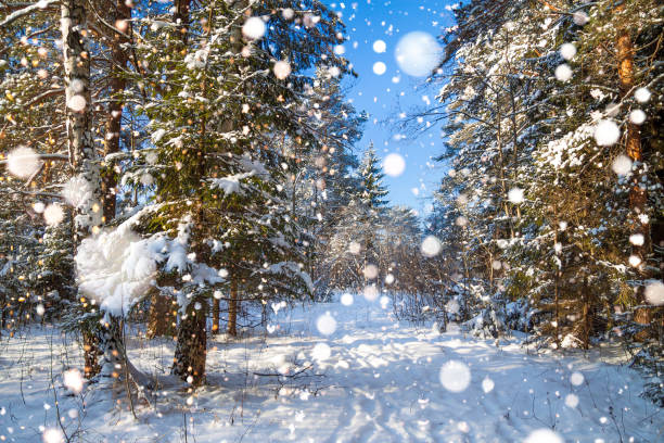istock winter landscape with the forest and a footpath 892343300
