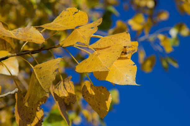 Yellow leaves of a cottonwood tree.