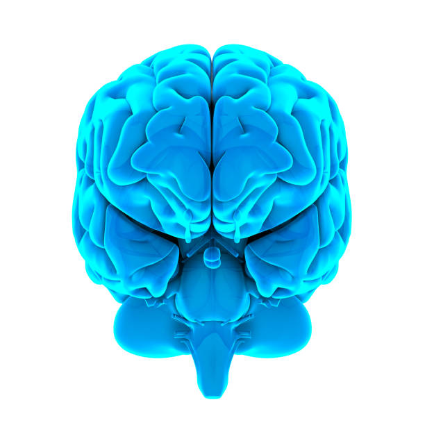 human brain anatomy isolated - parietal lobe imagens e fotografias de stock
