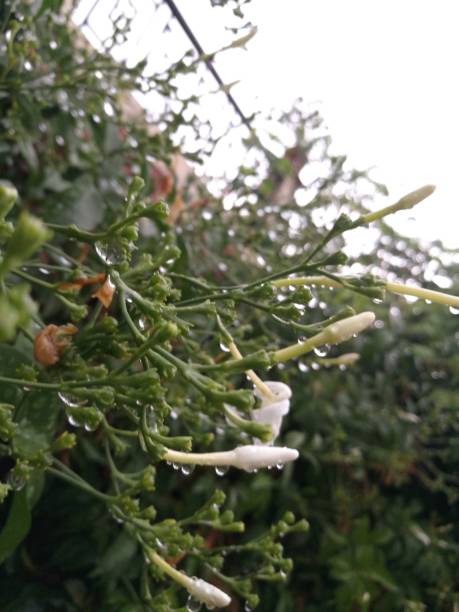 waterdroplets - waterdroplets - fotografias e filmes do acervo