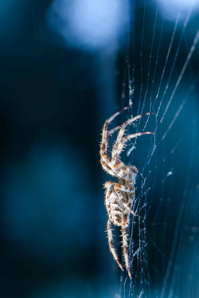 istock Cross Spider in web Garden useful insect 892369394