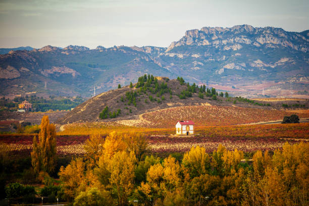 Aerial view of the bright fields and vineyards of Rioja Alta, with mountains in the background. Briones, La Rioja, Spain.