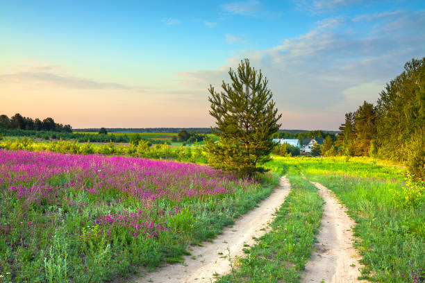 paesaggio rurale estivo con un prato in fiore, una strada e una fattoria - country road foto e immagini stock