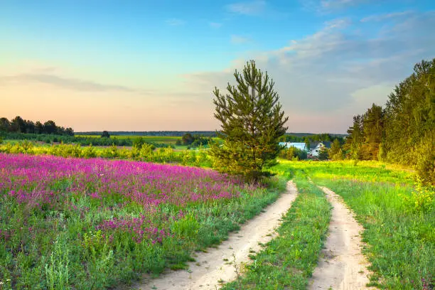 Photo of summer rural landscape with a blossoming meadow, road and a farm