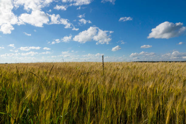 istock Field of wheat under blue sky 892378808