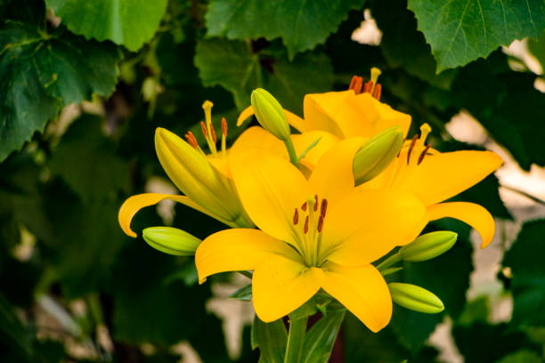 Soft focus Shallow photography of yellow lily flower