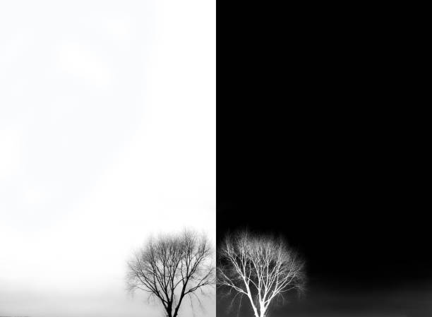 arbre solitaire sur un jour de brouillard. paysage de banlieue matin de mauvaise humeur. image conceptuelle rural. noir et blanc et l’inversion de la réflexion - white black tree fog photos et images de collection