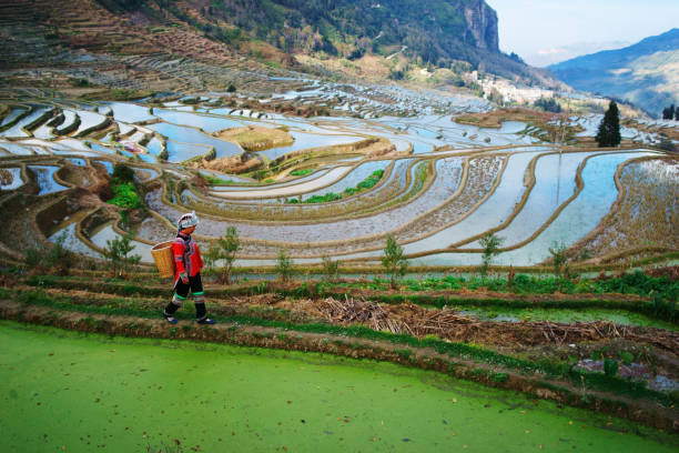 istock Terraced rice fields in Yuanyang county, Yunnan, China 892379804