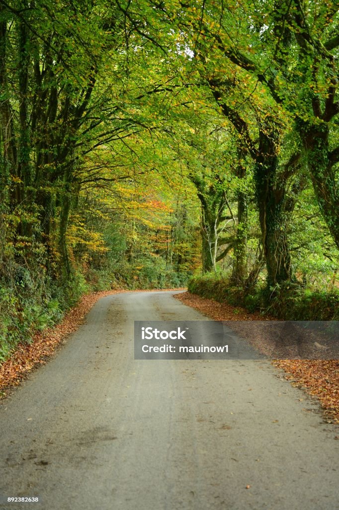 Devon England Dartmoor National Park, Devon, UK Autumn Stock Photo