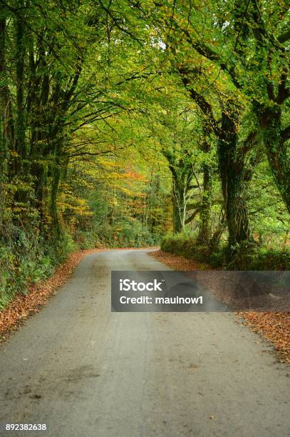 Devon England Stock Photo - Download Image Now - Autumn, Dartmoor, Devon