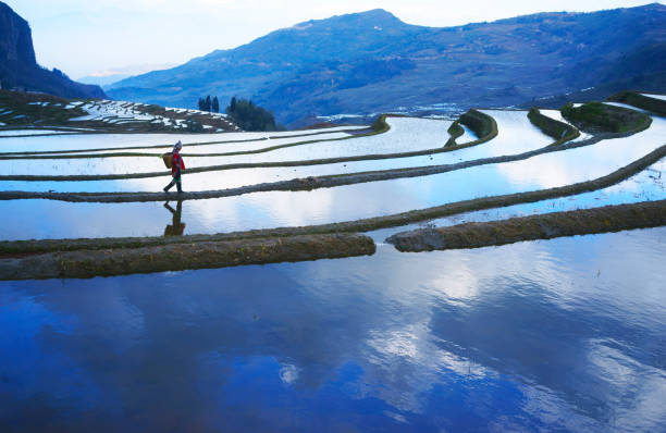 terraced rice fields in yuanyang county, yunnan, china - hani imagens e fotografias de stock