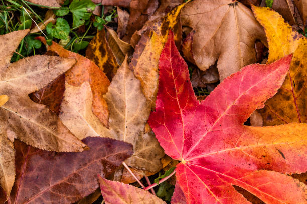 istock autumnal liquidambar leaves close up 892387906