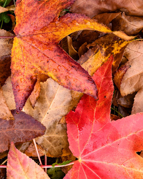 istock autumnal liquidambar leaves close up 892387936