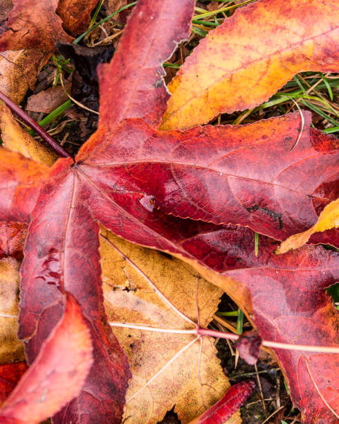 istock autumnal liquidambar leaves close up 892392204