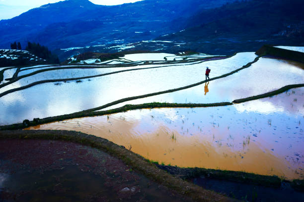 Terraced rice fields in Yuanyang county, Yunnan, China