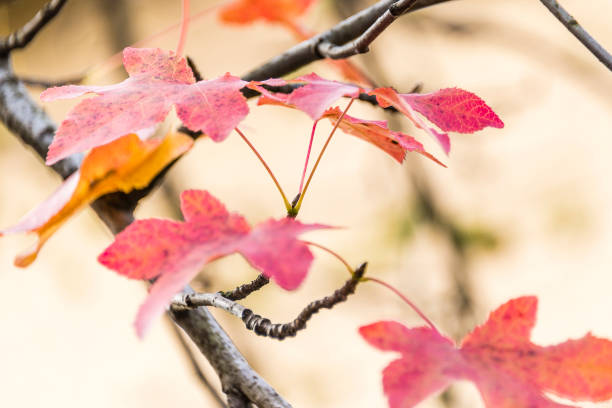 istock autumnal liquidambar leaves close up 892394636