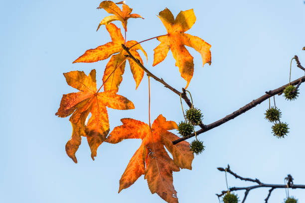 istock autumnal liquidambar leaves close up 892394778
