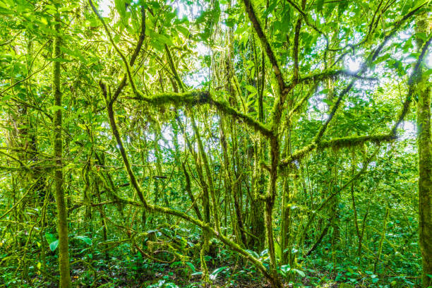 istock jungle lianas in panama 892395466