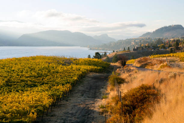 istock Okanagan Valley Autumn Vineyard Kaleden 892403564