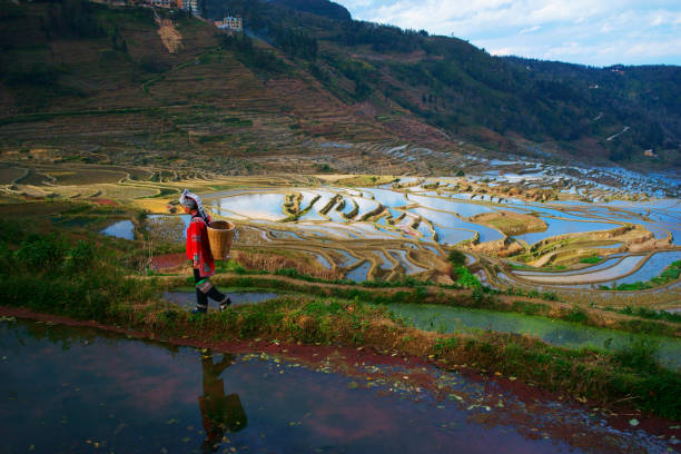 Terraced rice fields in Yuanyang county, Yunnan, China