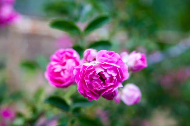 istock Pink rose flowers 892403904
