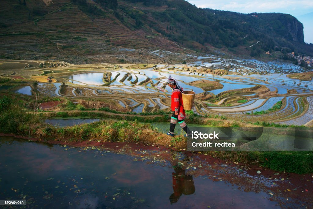 Terraced rice fields in Yuanyang county, Yunnan, China China - East Asia Stock Photo