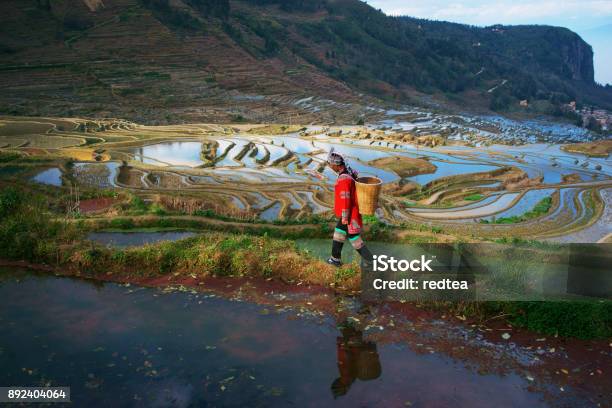 Terraced Rice Fields In Yuanyang County Yunnan China Stock Photo - Download Image Now