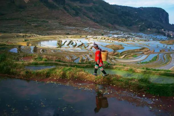 Terraced rice fields in Yuanyang county, Yunnan, China