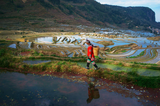 terraced rice fields in yuanyang county, yunnan, china - hani imagens e fotografias de stock