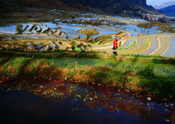 中国雲南省元陽県のテラス水田 - rice paddy china traditional culture yunnan province ストックフォトと画像
