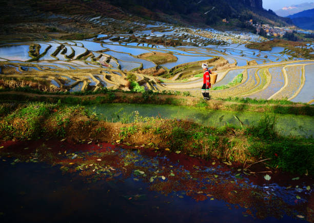 istock Terraced rice fields in Yuanyang county, Yunnan, China 892406238