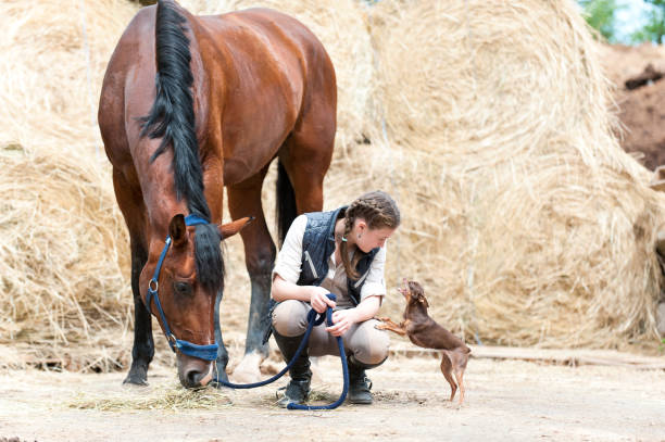 trois meilleures amies. adolescente, cheval et petit chien. - skill agriculture horizontal outdoors photos et images de collection