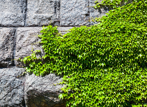 Stone wall covered with the green ivy (Hedera).