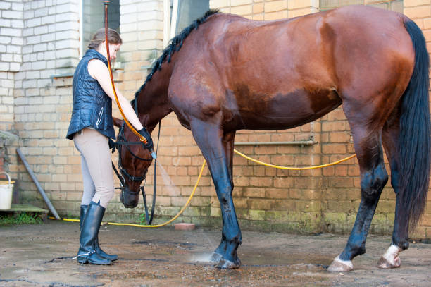 istock Red horse's legs being washed with hose in cool shower 892407138