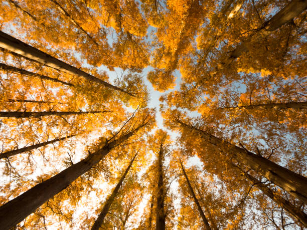 istock A yellow-tinged Metasequoia tree 892412202