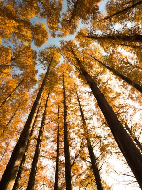 istock A yellow-tinged Metasequoia tree 892412582