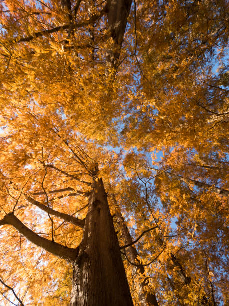 istock A yellow-tinged Metasequoia tree 892412636