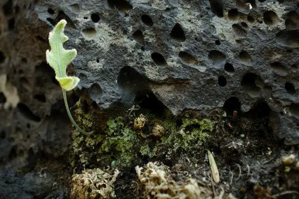 Fern grwoing out of volcanic rock at the UNAM botanical garden, Mexico City, Mexico