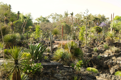 Plantas nativas en México photo