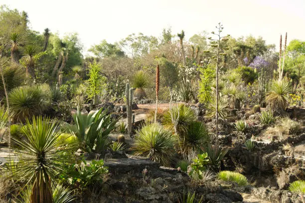 Native plants at the UNAM botanical garden, Mexico City, Mexico