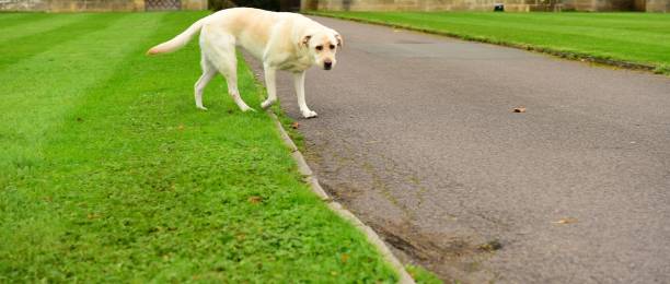 istock Labrador Retriever on a green lawn 892413088