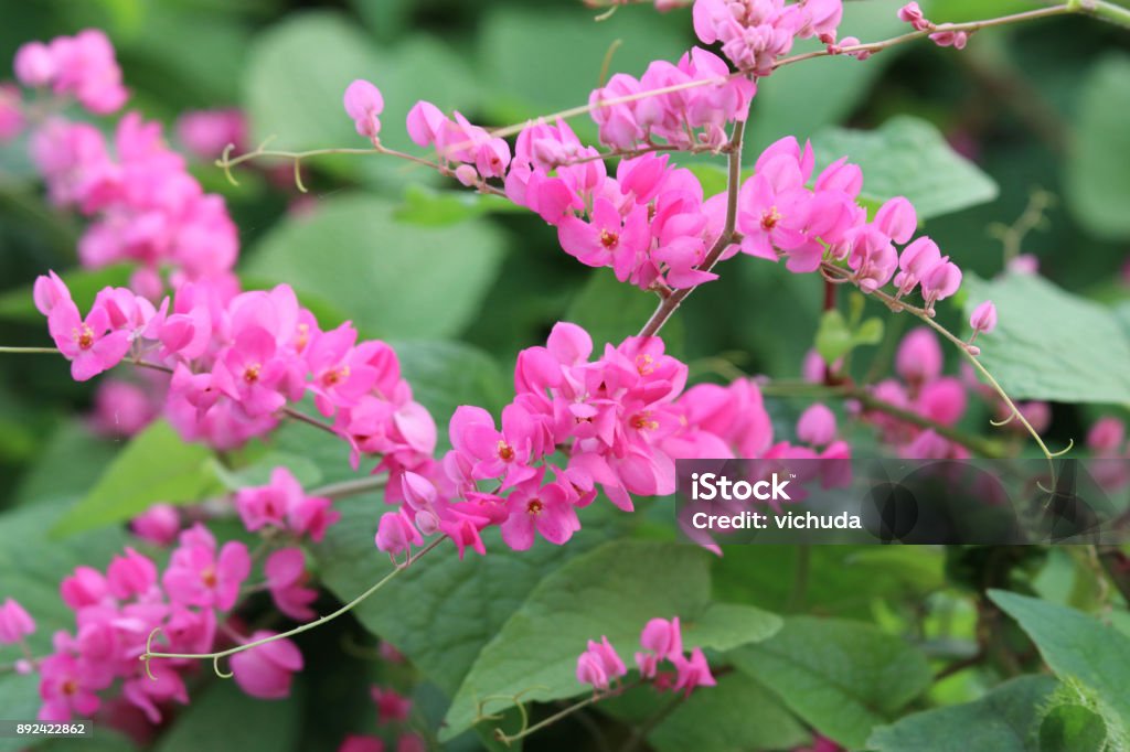 Flores De Color Rosa Mexicano Enredadera Florece La Vid Planta Fondo Hermoso Foto de stock y más banco de imágenes de Aire libre - iStock Flores De Color Rosa Mexicano Enredadera Florece La Vid Planta Fondo Hermoso Foto de stock y más banco de imágenes de Aire libre - iStock