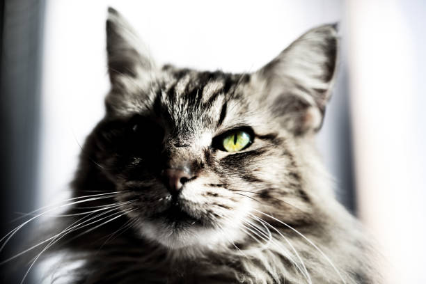 istock Cat living in Valparaiso 892429614